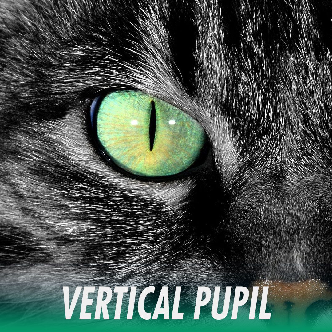 VERTICAL-PUPIL-Banner